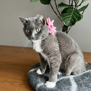 cat-collar-accessory