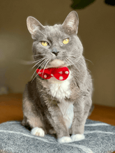 Load image into Gallery viewer, cat-collar-accessory